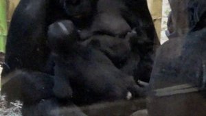 Baby Gorilla learns to walk while Mom watches 🦍 Lincoln Park Zoo Chicago