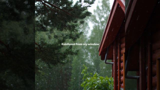 Rainforest from my window, Pt. 2 смотреть онлайн