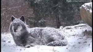 1ад хьокху Пондар Назма Т1ат1и Муридш