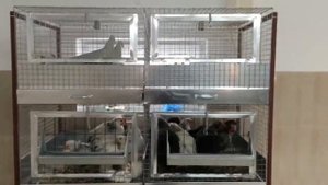 Клетки для кур