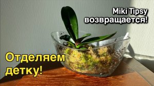 Как отделить детку орхидеи! #детка #орхидея #фаленопсис #отделяемдетку