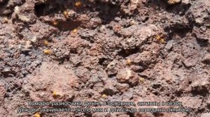 Почему стоит бояться комаров в Таиланде