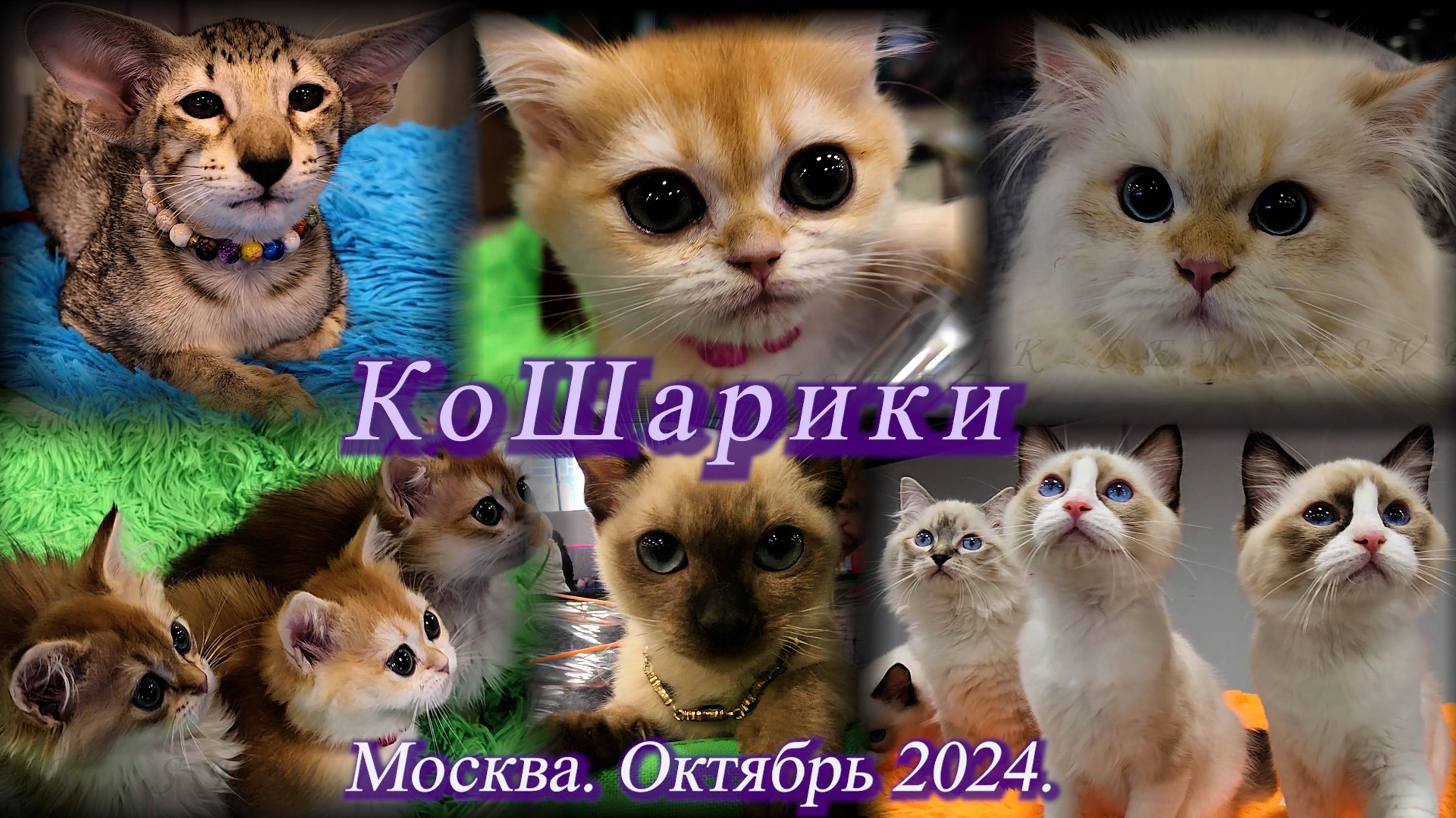 Выставка-продажа кошек и котят - "КоШарики". Москва. ВДНХ. Октябрь 2024.