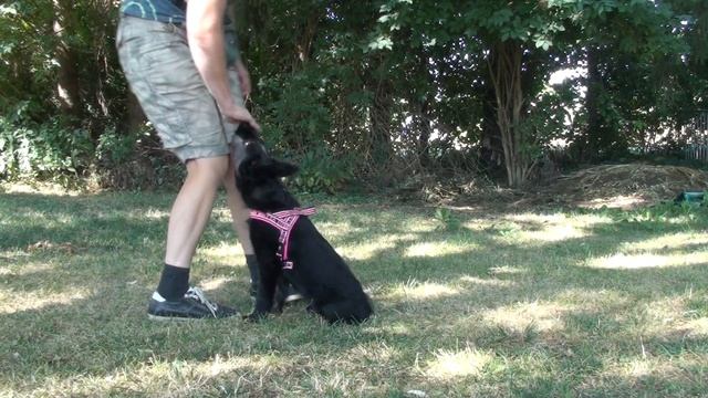 Hasenhirsch Olivia (10 Wochen) hat eine gute Grund(ein)stellung смотреть онлайн