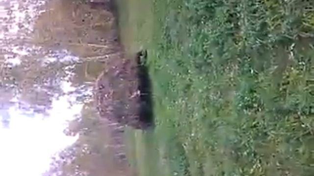 СТОГОВОЗ-ПОГРУЗКА СЕНА смотреть онлайн