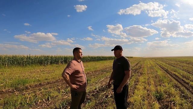 Евгений Дунайцев об урожае кукурузы в Агрофирме Родина смотреть онлайн