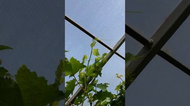 Обзор виноградника. Июль. Часть 2