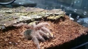 lasiodora parahybana l6 feeding (кормление)