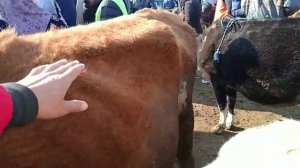 Молбозори н.Хамадони нархи Букача ва Гуночинхо барои айлок равон кардан.