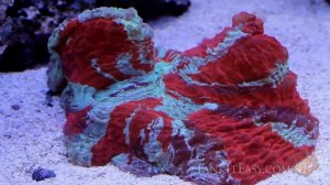 600 Gallon Reef - Tank It Easy