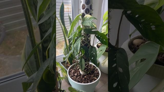 Тотемы бывают разные) смотреть онлайн