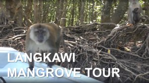 LANGKAWI MANGROVE TOUR