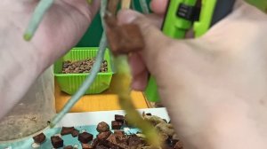 Пересадка вытянувшейся орхидеи