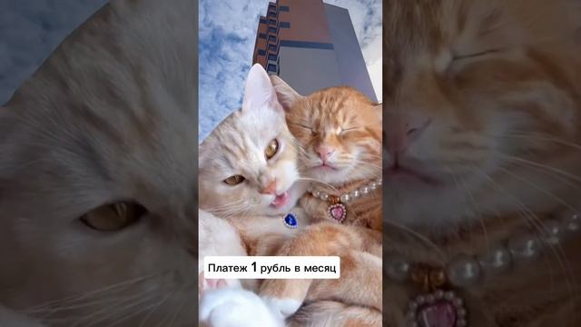 Ипотека траншами - самое выгодное предложение по покупке новостройки! За подробностями пишите в ТГ!