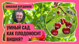 Умный сад. Как и на чём плодоносят вишни?
