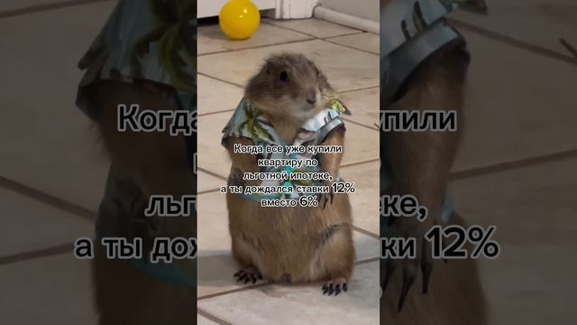 41 день остался до конца льготной ипотеки! смотреть онлайн