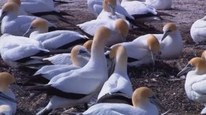 Windows 7 - Wildlife