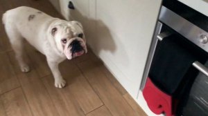 Lincoln goes to see a new vet | ENGLISH BULLDOG