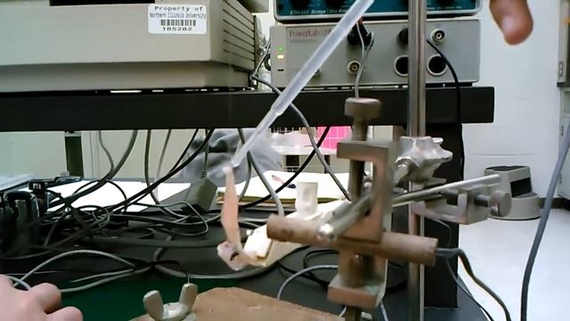 Bios 211 NIU Lab experiment смотреть онлайн