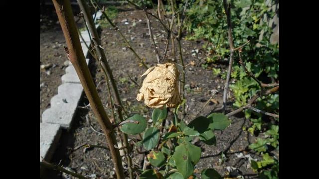 Tammy's Rose Gardening Series: Rose Diseases and Pests смотреть онлайн