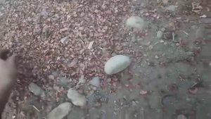 Шишкодробилка  в действии после доработок