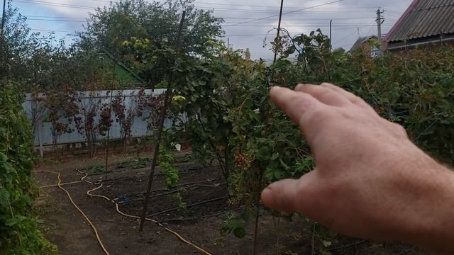 Размножение ежевики макушками. Сорт Коламбия Санрайз.