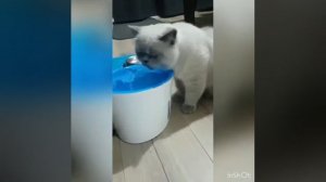 Mango kedi su pınarı ( Su şelalesi) Mango Water Feeder  Mango MF896