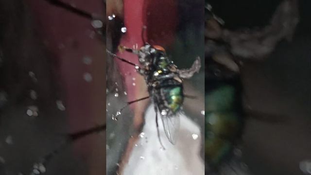Green fly eat sugar from window,see underside,has broken wing. Lucillia sericata смотреть онлайн