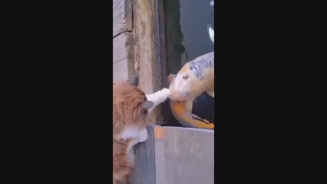 Попробуй не засмеяться, удивительно смешные кошечки и собачки, часть 32