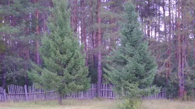 Природа.wmv смотреть онлайн