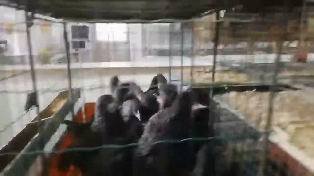 Счастье - магазин живой птицы и фермерских товаров - Челябинск