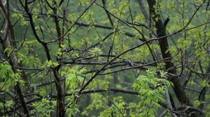 ASMR - Relaxing Early Morning Rain