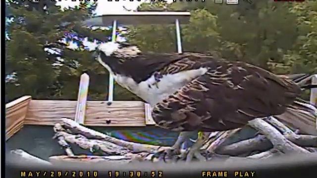 Checking Out the Osprey Nest May 2010 - Part 2.wmv смотреть онлайн