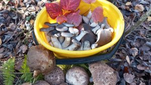 Грибные новости 20 октября 2024 г.