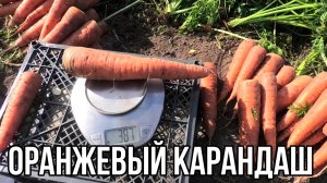 Морковный гигант. Как я вырастила сорт Оранжевый карандаш.