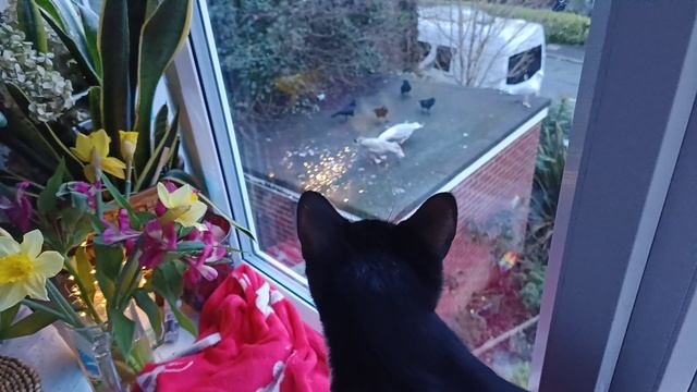 🐈⬛🐈🐾🪟There is strong wind today and window must be closed because it is dangerous смотреть онлайн