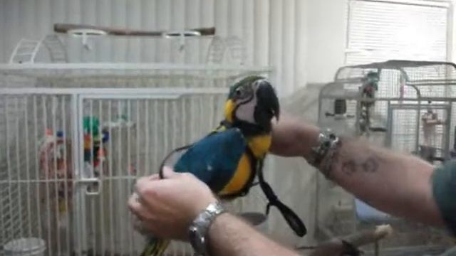 harness.wmv смотреть онлайн