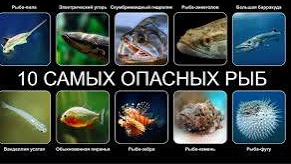 10 САМЫХ ОПАСНЫХ РЫБ В МИРЕ 3 ЧАСТЬ