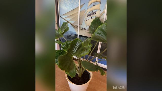 Alocasia macrorrhiza Stingray смотреть онлайн