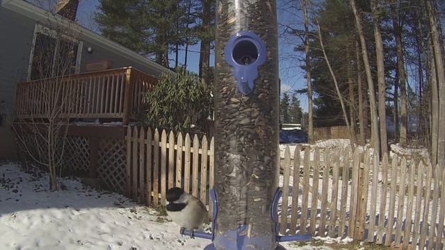 Birds Uninhibited смотреть онлайн