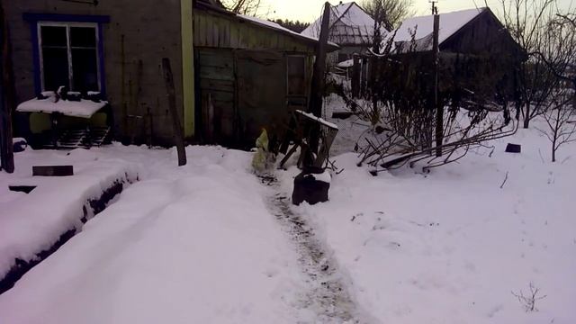 Прогулка по тропинкам культурные куры