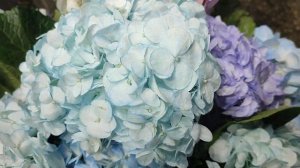 Посмотрите, как выглядит Рижский рынок 1 сентября, просто море цветов