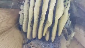 Колодное пчеловодство (год спустя.)