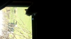 My cat looking out the window and thinking that he wants to eat the birds