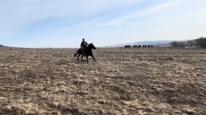 Содержание мясного КРС весной| Тамик день 2- шаг| Кабардинская порода лошадей