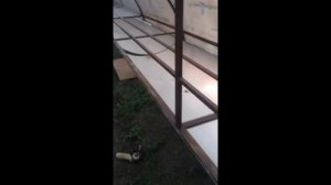 Кролики в теплице ! Начало