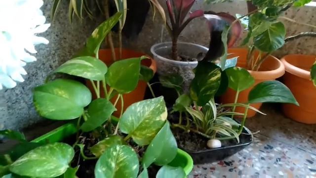 Balcony seating area decoration by houseplant.this is low cost decoration idea. смотреть онлайн