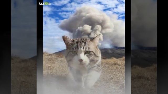 Слайд-шоу: Слайд шоу Котейки! смотреть онлайн