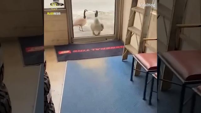 Oh My Glass! Broken Windows Shattered Glass смотреть онлайн