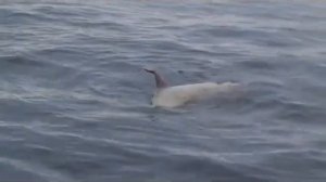 Mako Shark vs Seal #sharkweek2014 York Maine